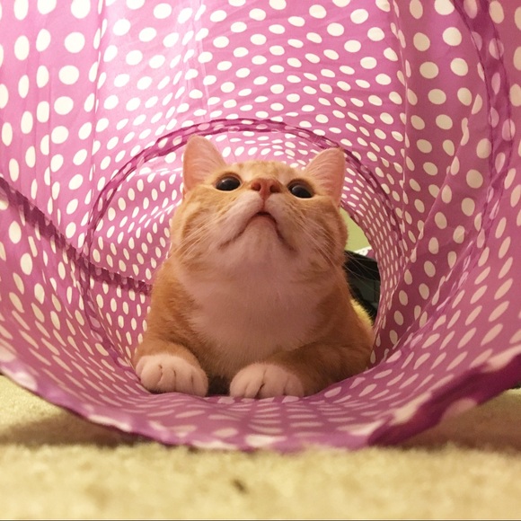 Meet your Posher, Cristina - Picture 3 of 8